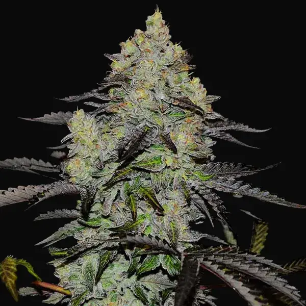 Zinnapple