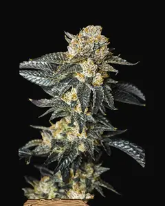 Zkittaberry Auto