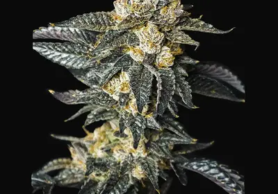 Zkittaberry Auto