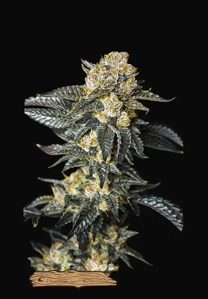 Zkittaberry Auto