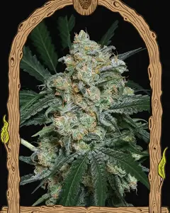 Zkittalicious Auto