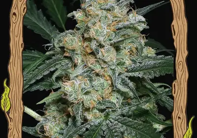Zkittalicious Auto