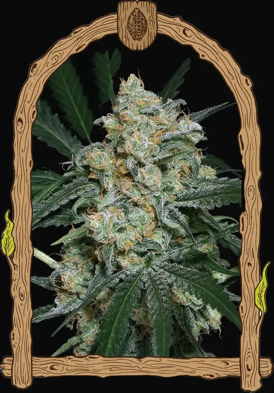 Zkittalicious Auto