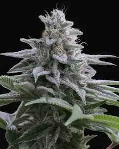 Zkittlez 2.0