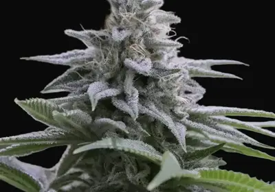 Zkittlez 2.0