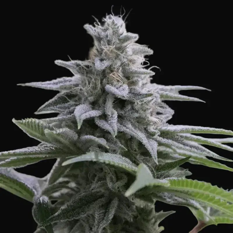 Zkittlez 2.0