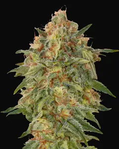 Zkittlez