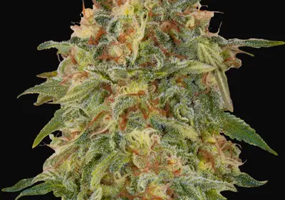 Zkittlez