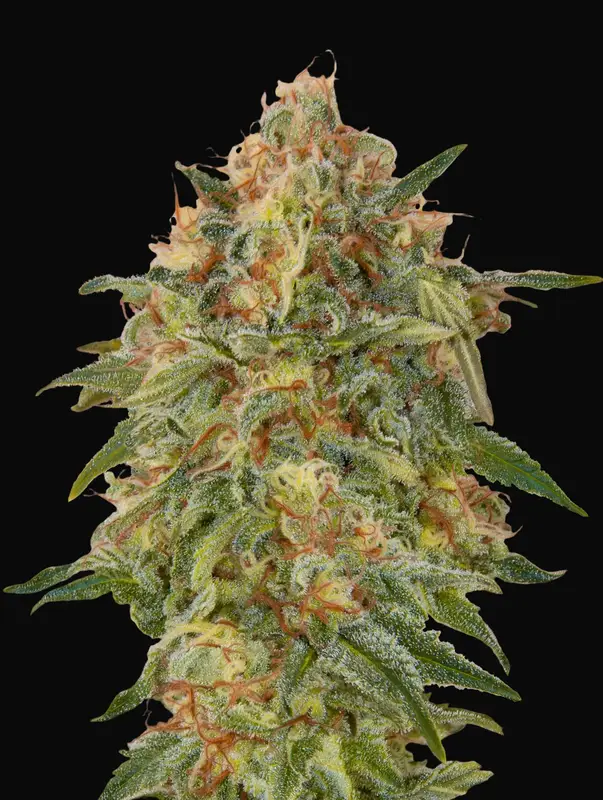 Zkittlez