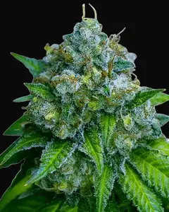 Zkittlez Auto