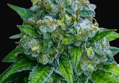 Zkittlez Auto