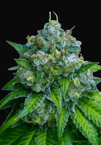 Zkittlez Auto