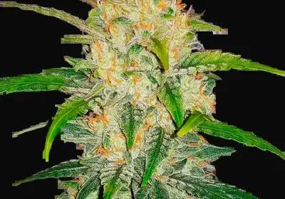 Zkittlez Auto