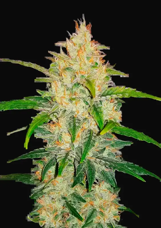 Zkittlez Auto