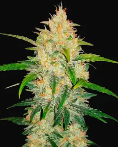 Zkittlez Auto