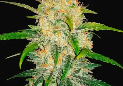 Zkittlez Auto