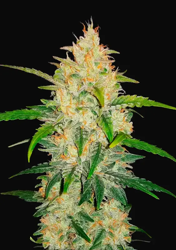Zkittlez Auto