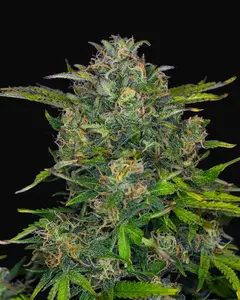 Zkittlez Auto
