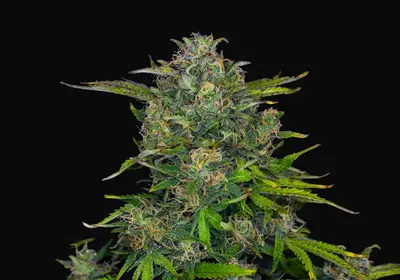 Zkittlez Auto