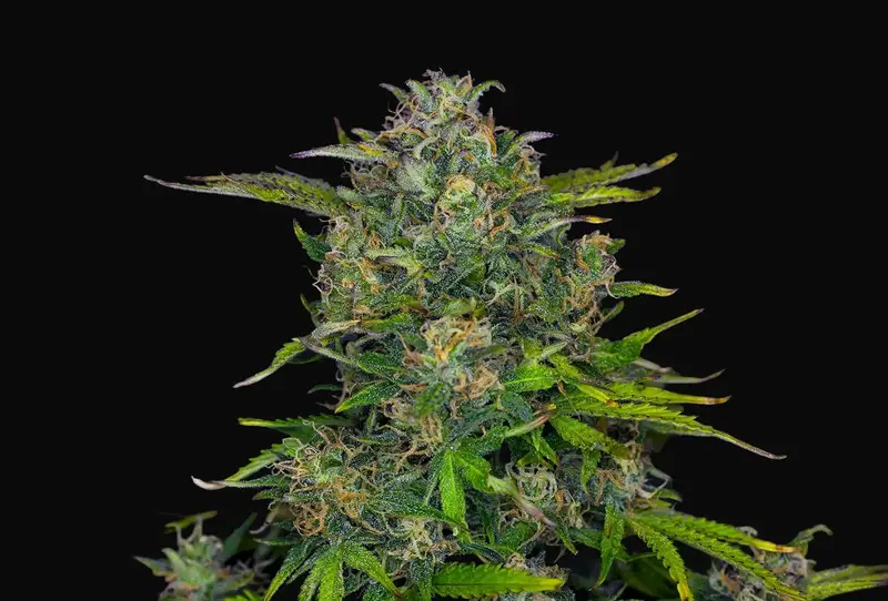 Zkittlez Auto