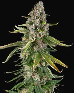 Zkittlez Auto