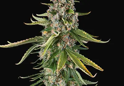 Zkittlez Auto