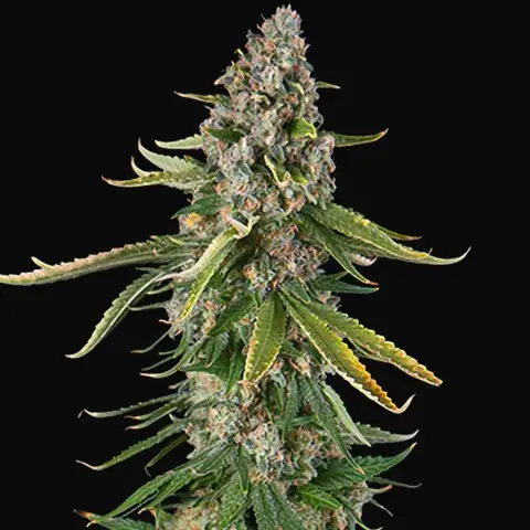 Zkittlez Auto