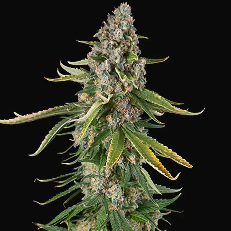 Zkittlez Auto