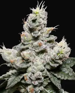 Zkittlez Auto