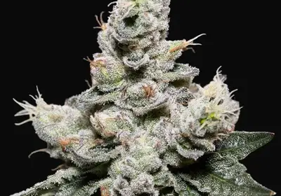Zkittlez Auto