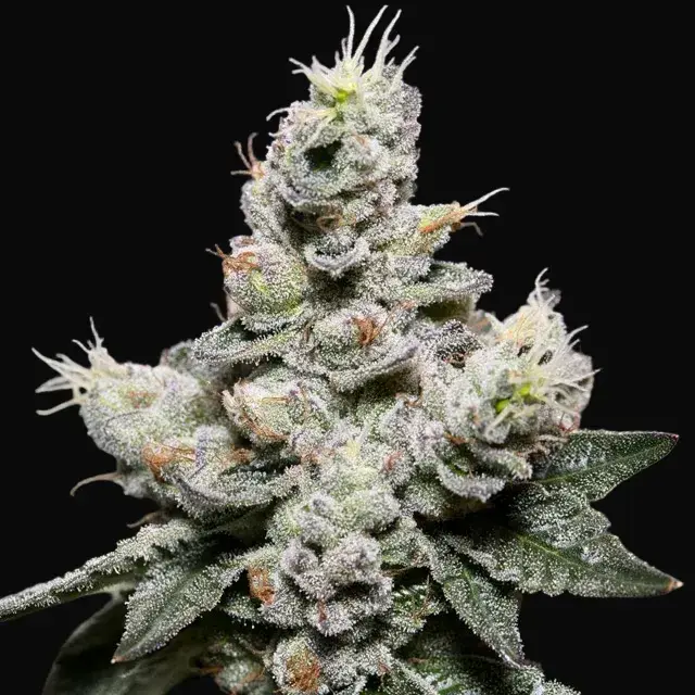 Zkittlez Auto