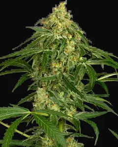 Zkittlez Automatic