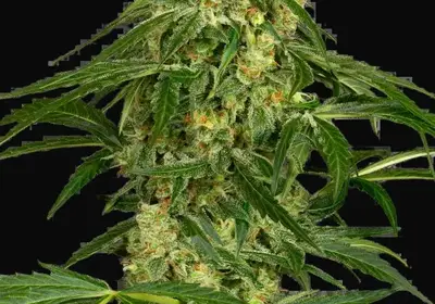Zkittlez Automatic