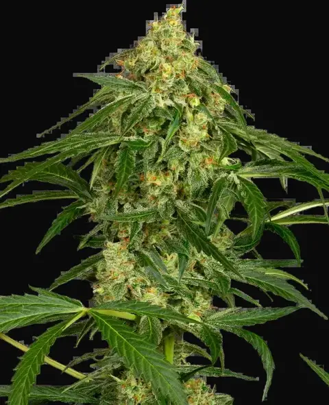 Zkittlez Automatic