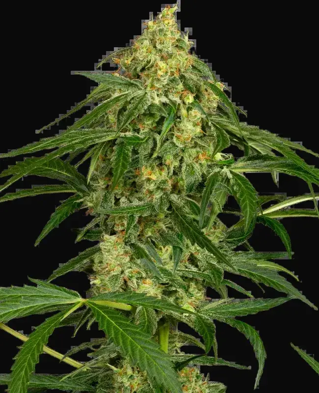 Zkittlez Automatic