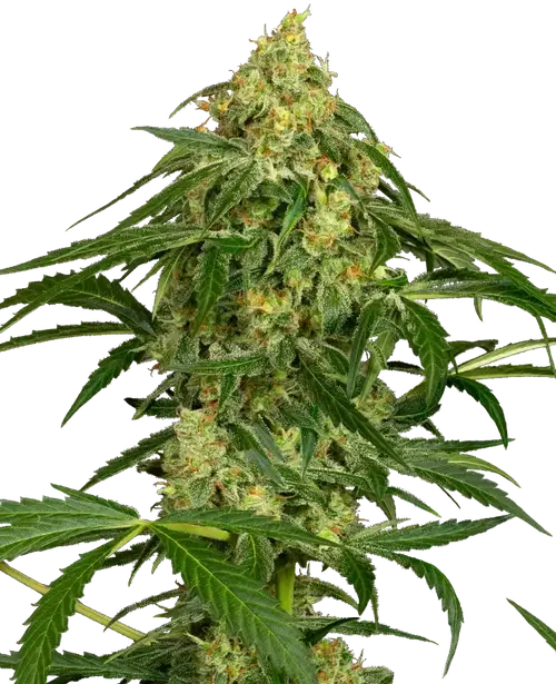 Zkittlez Automatic