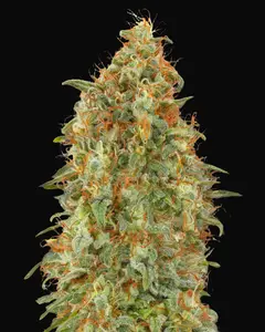 Zkittlez Fast