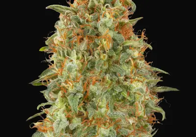 Zkittlez Fast