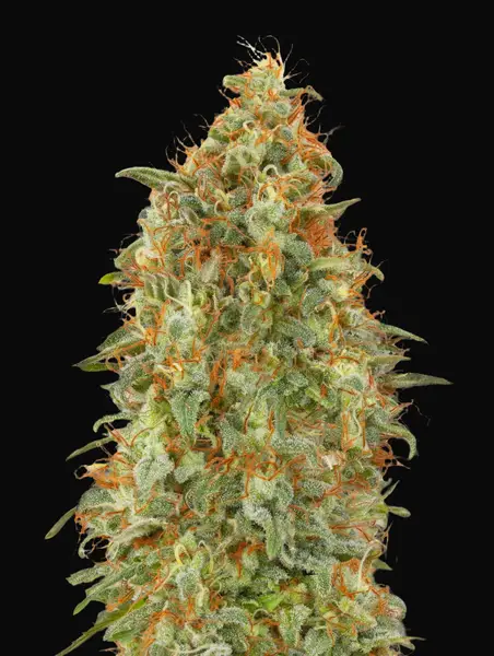 Zkittlez Fast