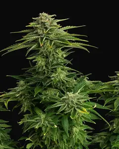 Zkittlez