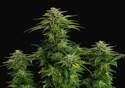 Zkittlez