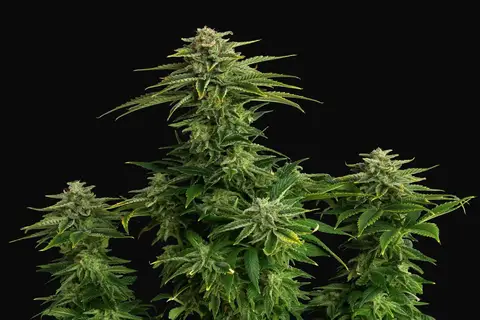 Zkittlez