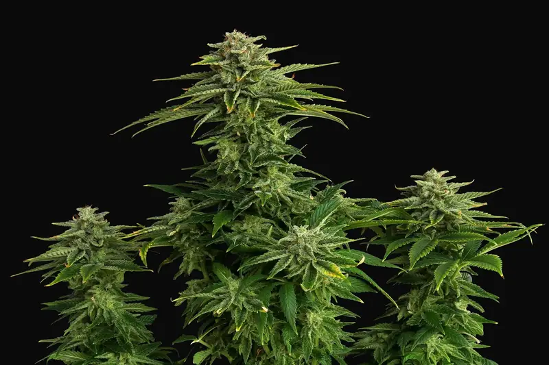 Zkittlez
