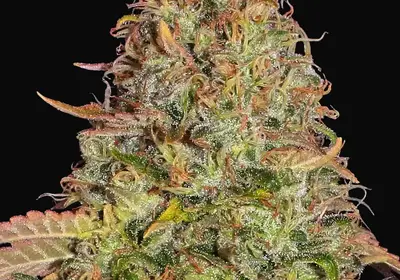 Zkittlez OG Auto