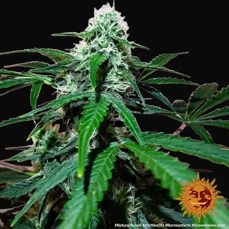 Zkittlez OG Auto — zdjęcie 5