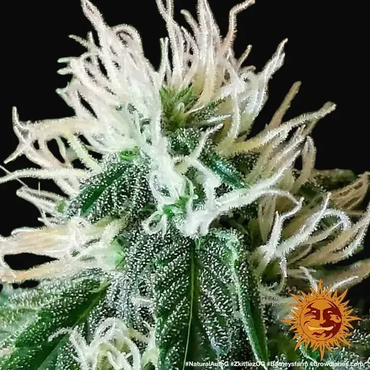 Zkittlez OG Auto — zdjęcie 3