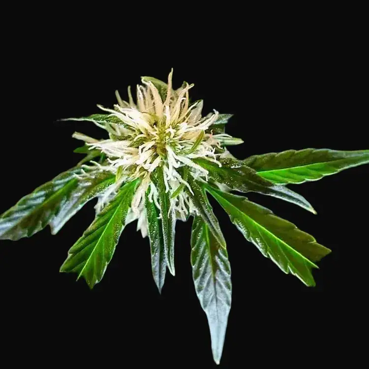 Zkittlez OG Auto — zdjęcie 2
