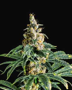 Zkittly Zi Zi