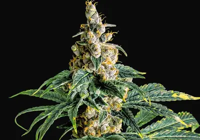 Zkittly Zi Zi