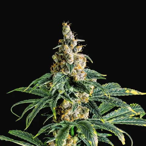 Zkittly Zi Zi